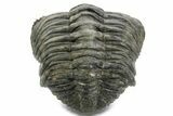 Curled Drotops Trilobite - Excellent Eye Facets #363267-3